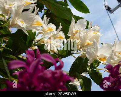 Fiori di orchidee meravigliosi in Thailandia Foto Stock