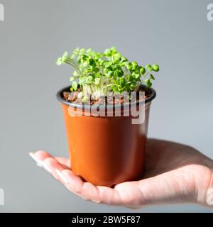 Le mani femminili tengono i piccoli germogli verdi/arugula dei semenzali in vaso di plastica, fuoco morbido selettivo. Giardinaggio, crescendo a casa, piantando primavera. Sfondo grigio Foto Stock