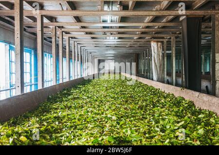 Una fila di foglie di tè asciugano all'aria in una fabbrica di tè a Munnar, Kerala, India Foto Stock