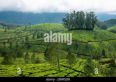 Le file pulite di piante da tè su una collina vicino a Munnar, Kerala, India. Gli alberi di quercia d'argento sono cresciuti tipicamente sulle creste per fornire l'ombra in estate Foto Stock