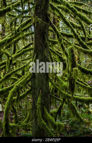 Cedar Tree and Moss, Tiger Mountain, Washington state, USA. Foto Stock