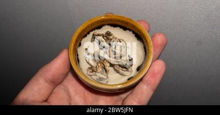 Biohacking e sviluppo del cervello con funghi magici. Foto Stock