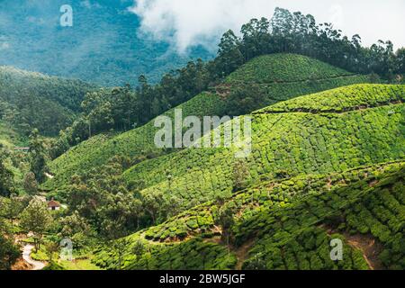 File di foglie di tè e alberi di quercia argentata (per fornire ombra) si estende sulle colline di Munnar, India Foto Stock