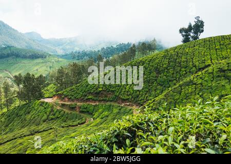 File di foglie di tè e alberi di quercia argentata (per fornire ombra) si estende sulle colline di Munnar, India Foto Stock