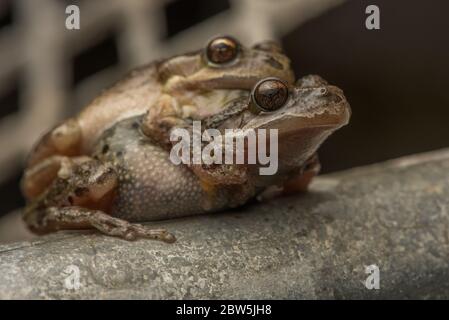 Sierran Treefrog (Pseudacris sierra) ex P. regilla, in amplexus in un bovino in una baia facile. Qualsiasi fonte di acqua può essere usata per l'allevamento. Foto Stock