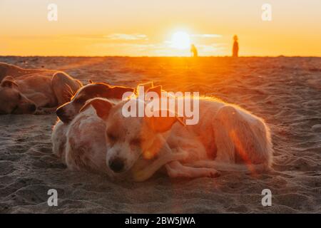 Una ciotola di cuccioli vagi si stringono insieme sulla spiaggia di Alappuzha, Kerala, India Foto Stock