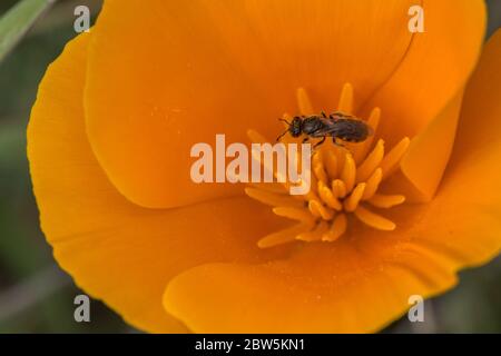 Un'ape sudatoria che impollinava un papavero californiano (Eschscholzia californica) nella baia orientale. Le api autoctone sono importanti impollinatori della flora nativa. Foto Stock