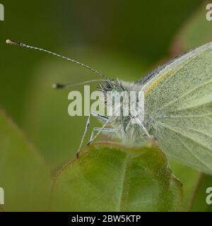 Farfalla cavolo estremo primo piano Foto Stock