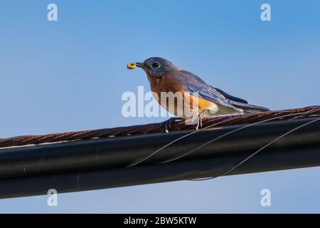 Orientale Bluebird appollaiato su filo con insetto nel suo becco Foto Stock