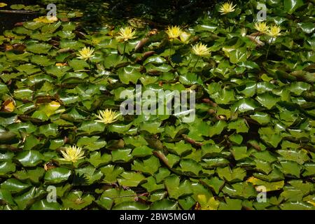 Masse di ninfee con molti fiori gialli galleggianti su un lago; i giglio verde brillante hanno bordi arricciati che mostrano lati rosa. Foto Stock