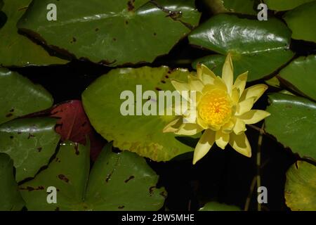 Un bel fiore giallo chiaro di giglio d'acqua contro una massa di giglio d'acqua verde galleggiante su acqua scura, con un pad rosa che mostra la parte inferiore. Foto Stock