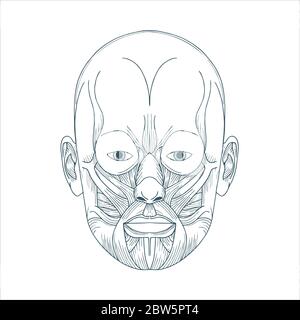 Anatomia della testa umana. Anatomia del volto umano disegnata a mano. Disegno di schizzo del sistema muscolare della testa maschile. Parte del set. Illustrazione Vettoriale
