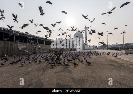 I piccioni volano intorno al famoso santuario di Hazratbal a Srinagar in Kashmir Foto Stock