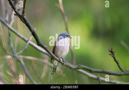 Scampi con schienale rosso, lanius collurio. L'uccello si siede su un ramo. Primo piano maschile Foto Stock