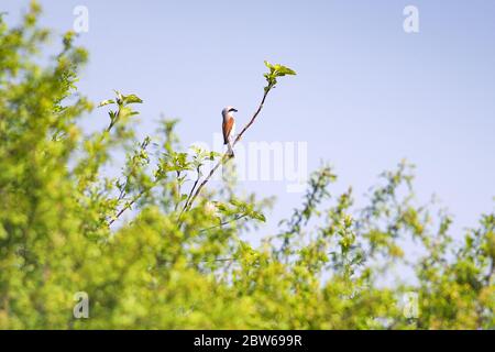 Scampi con schienale rosso, lanius collurio. L'uccello si siede su un ramo. Primo piano maschile Foto Stock