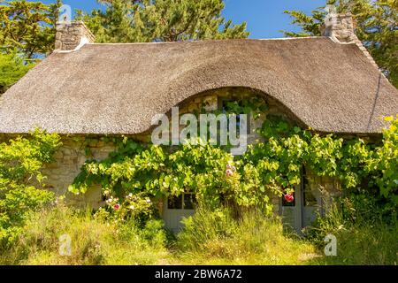 Bretagna, isola Ile aux Moines nel golfo di Morbihan, un tipico cottage con tetto di paglia fuori stagione, con rose in giardino Foto Stock