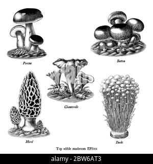 Incisione antica illustrazione della collezione di funghi commestibili disegno a mano clip art bianco e nero isolato su sfondo bianco Illustrazione Vettoriale