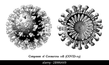 Malattia del coronavirus 2019 (COVID-19). Componente di cellule di Coronavirus incisione illustrazione stile vintage Clpart bianco e nero isolato su bianco bac Illustrazione Vettoriale