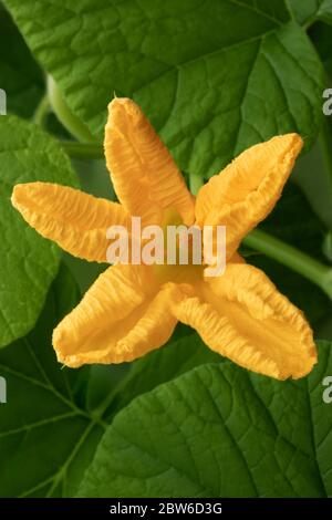 Fiore di zucca fresco giallo, cucurbita maxima, primo piano Foto Stock