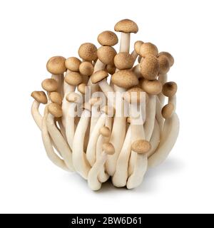 Gruppo di funghi shimeji freschi bruni da vicino isolato su sfondo bianco Foto Stock