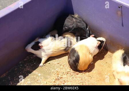 Suini della Guinea allevati in gabbie . Un gruppo di cavia si trova nella gabbia . Foto Stock