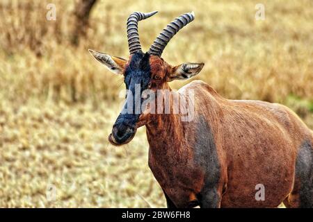 Topi (o Tsessebe) (Damaliscus lunatus) nella savana,. Parco Nazionale di Serengeti, Tanzania. Foto Stock