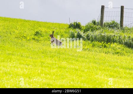 Lepre bruna (anche conosciuta come lepre europea) - Lepus europaeus. Seduta in un campo di erba fresca di primavera - Scozia, Regno Unito Foto Stock