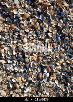 Conchiglie e coralli da vicino su una spiaggia. Foto Stock