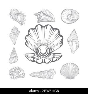 Conchiglia e conchiglie in perla aperte. Diverse conchiglie marine disegnate a mano insieme di illustrazioni vettoriali. Parte del set. Illustrazione Vettoriale