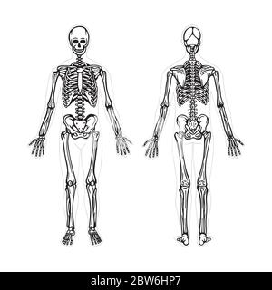 Scheletro. Illustrazione vettoriale disegnata a mano dello scheletro umano. Vista frontale e posteriore dello scheletro umano. Sistema osseo. Parte del set. Illustrazione Vettoriale