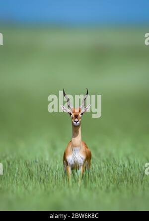 Il blackbuck, conosciuto anche come antilope indiano, è un antilope trovato in India, Nepal e Pakistan. Il nerbuck è l'unico membro estante della g. Foto Stock