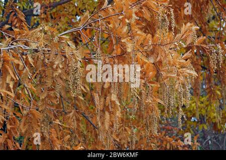 redwood National Dawn (Metasequoia glyptostroboides 'National'). Foto Stock