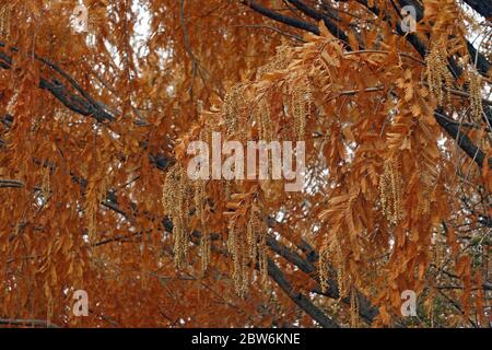 redwood National Dawn (Metasequoia glyptostroboides 'National'). Foto Stock