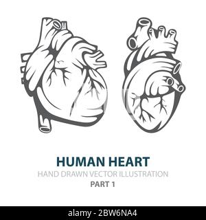 Cuore umano. Set di illustrazioni vettoriali disegnate a mano con cuore umano. Cuore nello stile dell'incisione. Disegno realistico di schizzo del cuore umano. Parte del set. Illustrazione Vettoriale