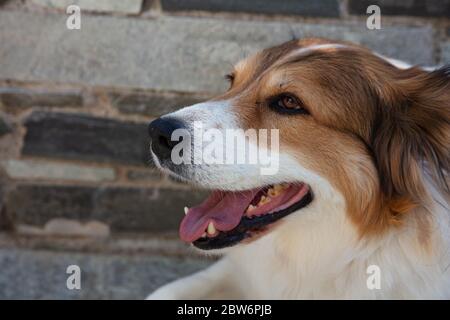 Carino cane da pastore greco femminile guardando il lato sinistro, colore bianco e marrone, animale domestico testa vista closeup, sfocatura sfondo pietra Foto Stock