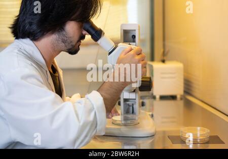 Giovane ricercatore che guarda attraverso uno stereomicroscopio all'interno di un armadio a flusso laminare utilizzato per la coltura di tessuti in capsule di Petri in un laboratorio di ricerca Foto Stock