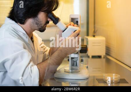 Giovane ricercatore che guarda attraverso uno stereomicroscopio all'interno di un armadio a flusso laminare utilizzato per la coltura di tessuti in capsule di Petri in un laboratorio di ricerca Foto Stock