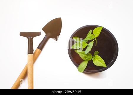 Utensili da giardinaggio in miniatura: Pala per attrezzi da giardino, paletta, rastrello in ferro con manici in legno su sfondo bianco e luce solare. Germoglio verde che cresce fuori da Foto Stock