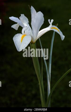 Iris olandese (Iris xiphium). Chiamato anche iris spagnolo. Foto Stock