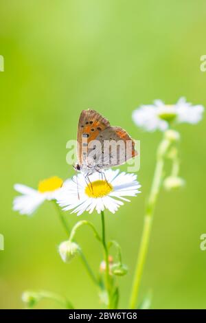 Primo piano di un piccolo comune o rame, a farfalla Lycaena phlaeas, alimentando il nettare di fiori bianchi in un floreale e vibrante prato con condizioni di luce solare intensa. Foto Stock