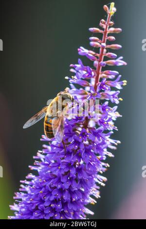 Drone fly Eristalis tenax alimentazione degli insetti su purple Buddleja fiori in una giornata di sole Foto Stock