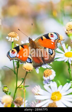 Aglais io, farfalla pavone impollinatori e alimentazione su fiori bianchi in un prato. Foto Stock