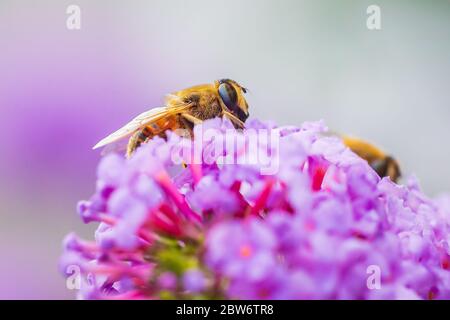 Volucella zonaria, il Hornet mimare hoverfly, alimentando il nettare su purple Buddleja davidii fiori Foto Stock