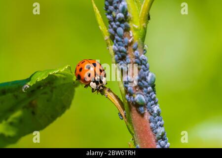 Ladybug o ladybird insetto che si nutrono su afide. Colori freschi e vivaci e luce solare. Messa a fuoco morbida selettiva. Foto Stock