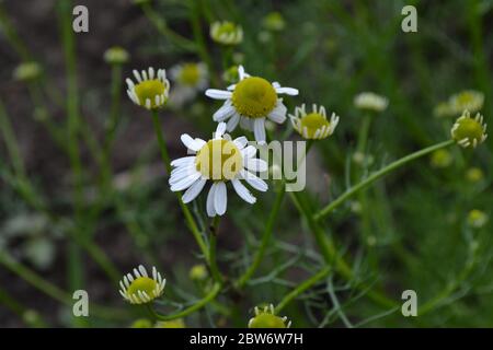 Giardino, letto fiorito. Giardinaggio. Casa, campo, fattoria. Daisy fiore Chamomile. Matricaria camomilla. Pianta erbacea annuale. Bella, delicata Foto Stock