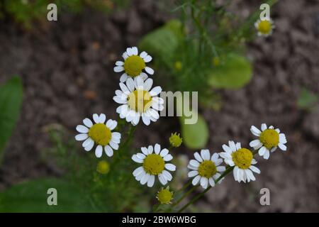 Giardinaggio. Giardino, letto fiorito. Casa, campo, fattoria. Daisy fiore Chamomile. Matricaria camomilla. Pianta erbacea annuale. Bella, delicata Foto Stock