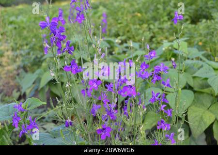 Foglie verdi, cespugli. Giardinaggio Home giardino, letto di fiori. Casa, campo, fattoria, villaggio. Consolidamento sul campo. Consolida regalis. Il fiore selvatico è blu. Canc Foto Stock