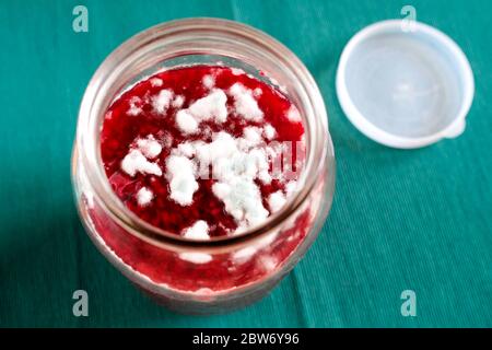 Inceppamento rosso stampo. Prodotto rovinato in un vaso di vetro. Funghi verdi e bianchi. Foto Stock