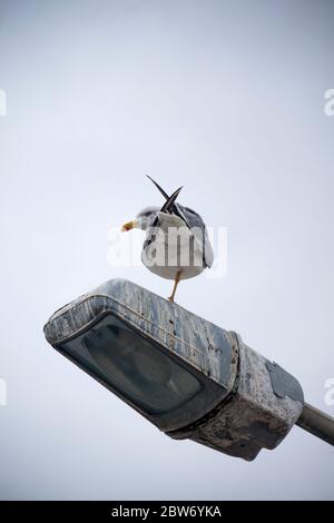 Un gabbiano a zampa gialla (Larus michahellis) appollaiato su una luce di strada con una gamba. Foto Stock