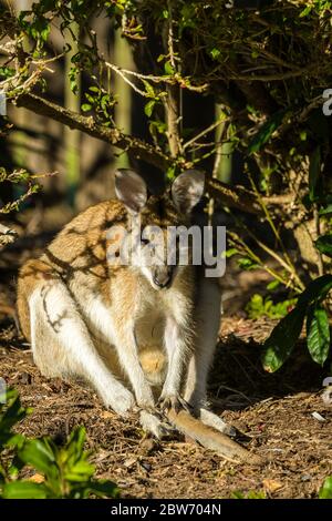 Allied rock-wallaby (Petrogale assimilis) sole che si cuoce seduto con la coda tra le gambe sotto un cespuglio di ibisco a Townsville, Queensland, Australia. Foto Stock